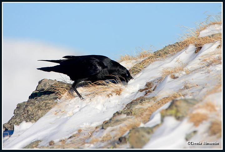 Grand corbeau cherchant sa nourriture sous  la neige